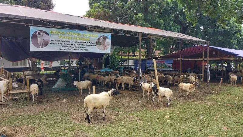 Curhat Pedagang Hewan Kurban Minim Pembeli saat Idul Adha 2026
