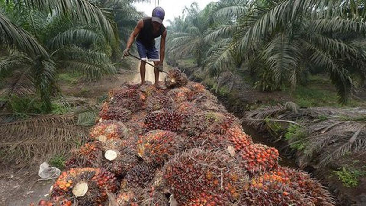 Harga Sawit Anjlok, Petani Swadaya Paling Terdampak